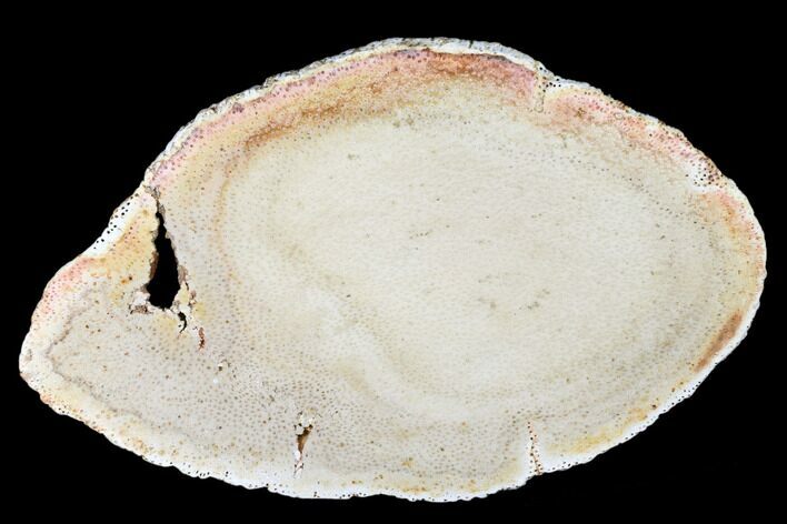 Polished Petrified Palmwood (Palmoxylon) Round - Texas #175071